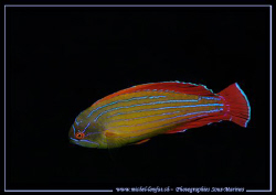 A "Barbier" - Common fish in close to the reef in the Red... by Michel Lonfat 